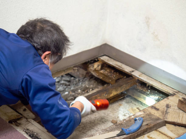 Best Mold Removal Company Near Me  in Claude, TX