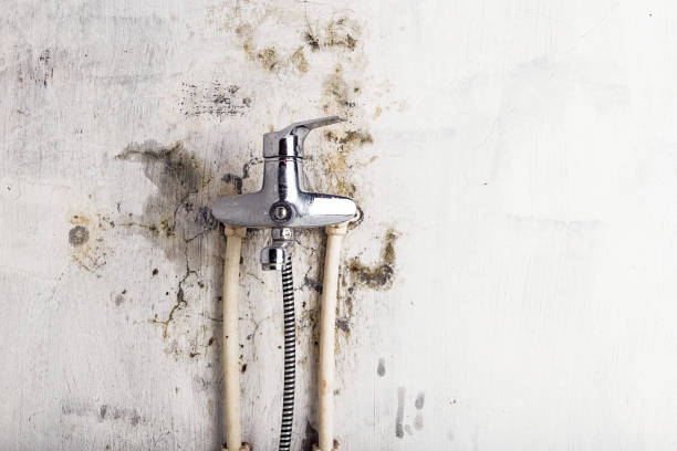 Best Toxic Mold Removal  in Claude, TX