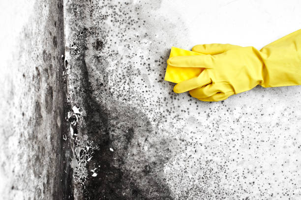 Best Home Mold Removal  in Claude, TX