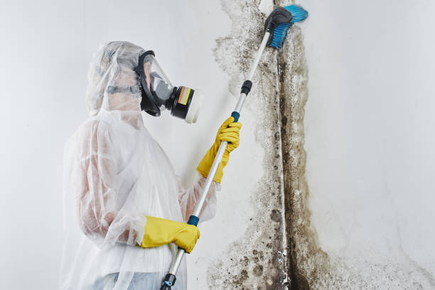Best Same-Day Mold Removal  in Claude, TX