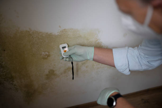 Best Residential Mold Removal  in Claude, TX