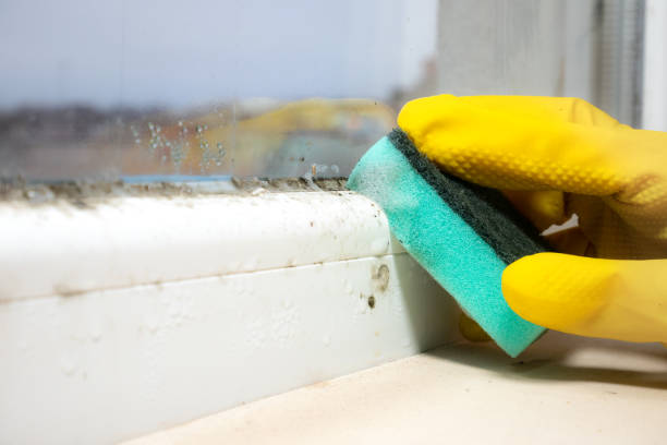 Best Best Mold Removal Companies  in Claude, TX