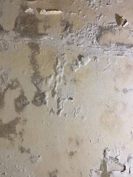 Reliable Claude, TX Mold Removal Solutions