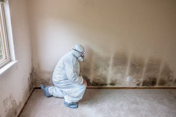 Best Commercial Mold Removal  in Claude, TX