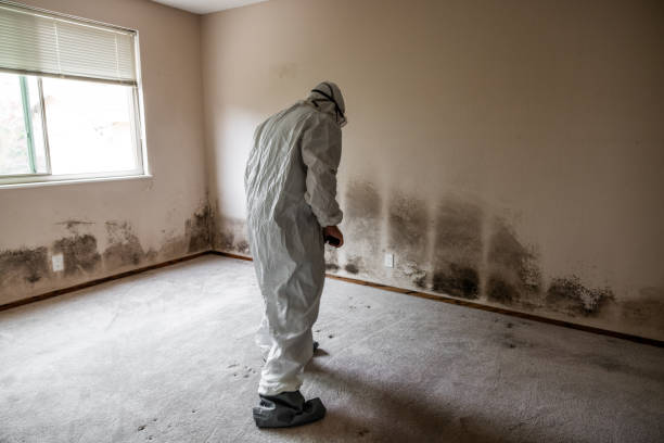 Best Emergency Mold Removal  in Claude, TX