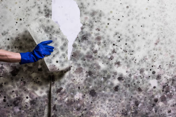 Best Professional Mold Removal  in Claude, TX