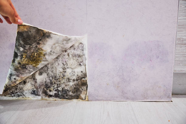 Best Certified Mold Removal  in Claude, TX